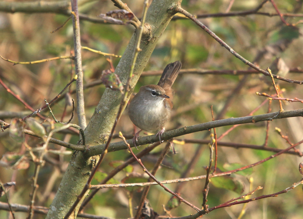 Recent Sightings 26th March - 1st April 